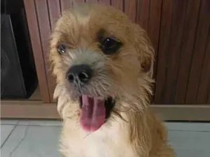 Cachorro raça SRD-ViraLata idade 1 ano nome Zig e Gordinha