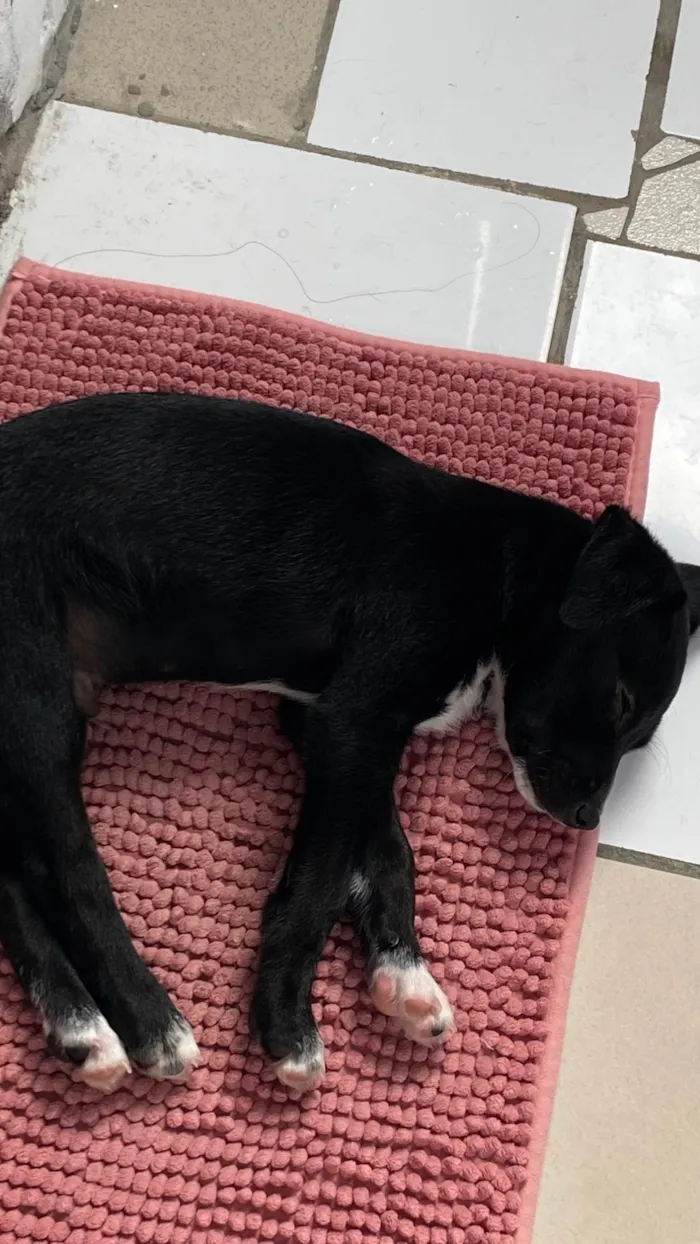Cachorro ra a SRD-ViraLata idade Abaixo de 2 meses nome Venom