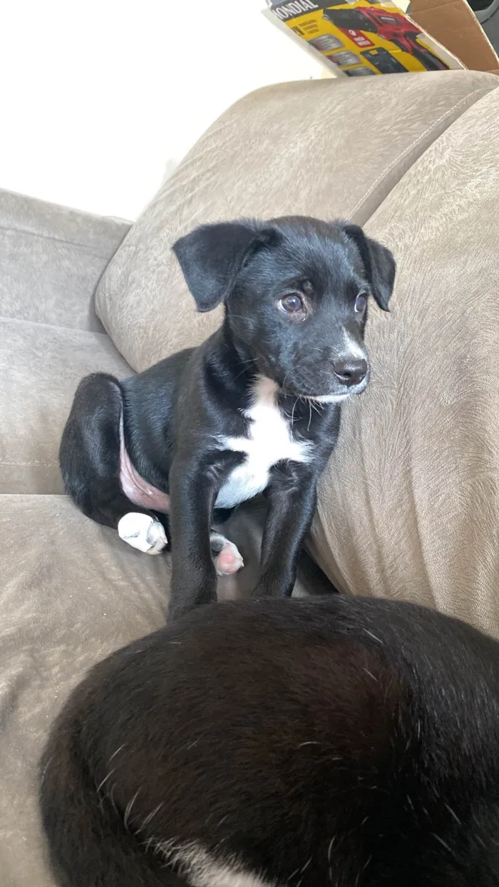Cachorro ra a SRD-ViraLata idade Abaixo de 2 meses nome Venom