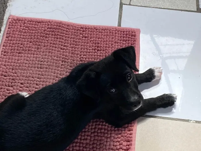 Cachorro ra a SRD-ViraLata idade Abaixo de 2 meses nome Venom