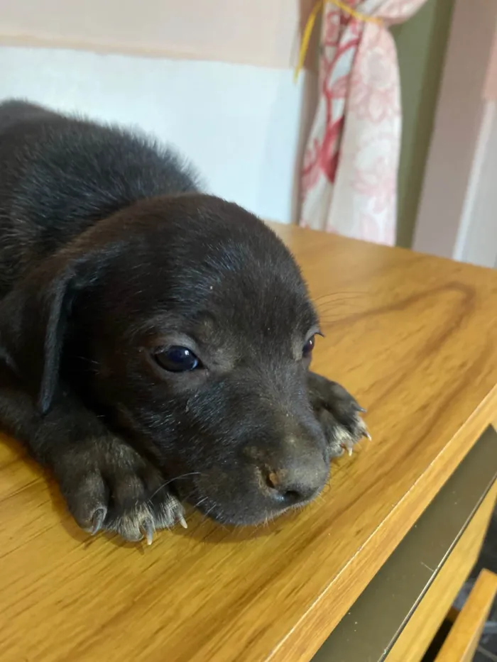 Cachorro ra a SRD-ViraLata idade 2 a 6 meses nome Ainda não a nome