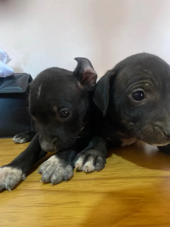 Cachorro ra a SRD-ViraLata idade 2 a 6 meses nome Ainda não a nome