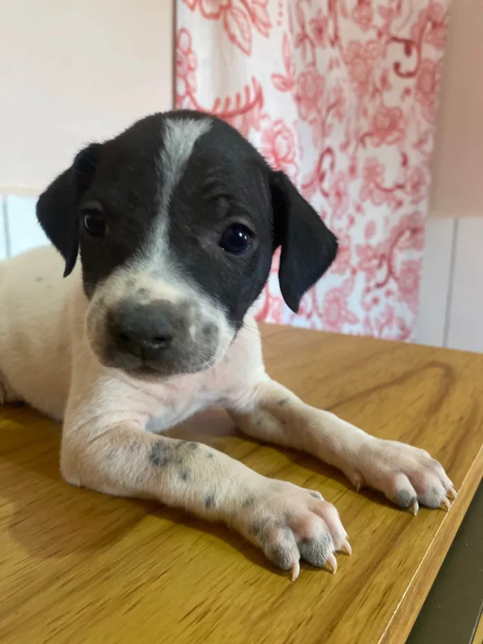 Cachorro ra a SRD-ViraLata idade 2 a 6 meses nome Ainda não a nome