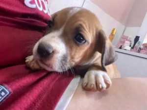 Cachorro raça SRD-ViraLata idade 2 a 6 meses nome Ainda não a nome