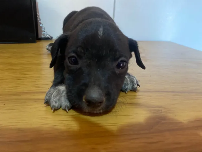 Cachorro ra a SRD-ViraLata idade 2 a 6 meses nome Ainda não a nome