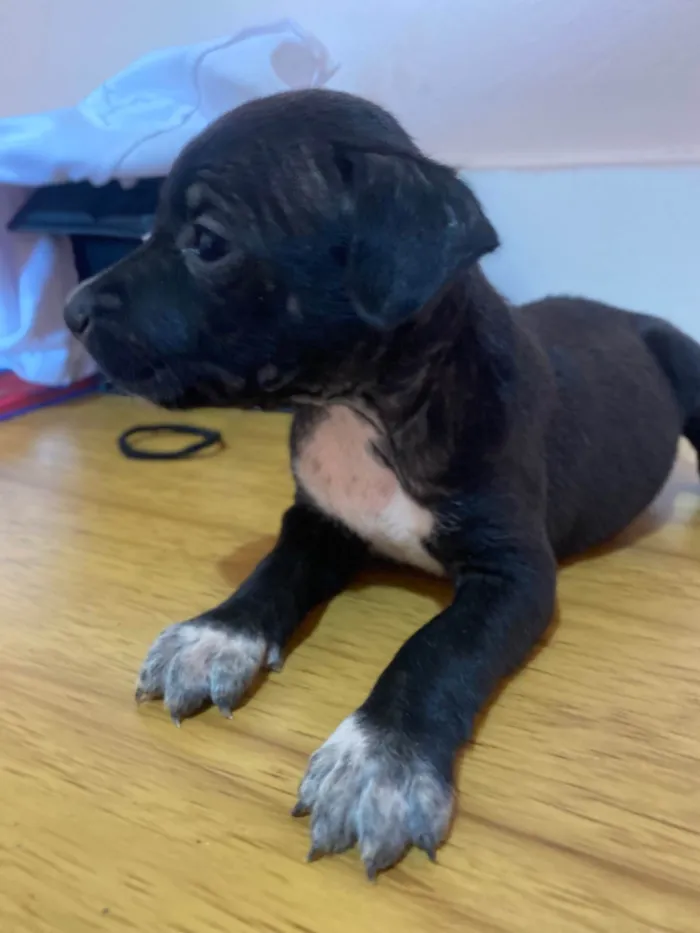 Cachorro ra a SRD-ViraLata idade 2 a 6 meses nome Ainda não a nome