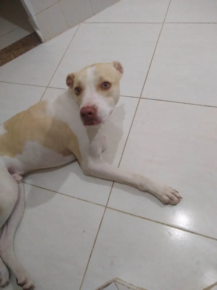 Cachorro ra a SRD-ViraLata idade 1 ano nome Scooby