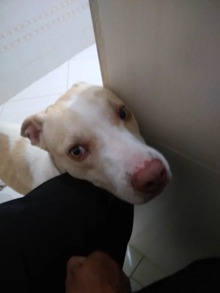 Cachorro ra a SRD-ViraLata idade 1 ano nome Scooby