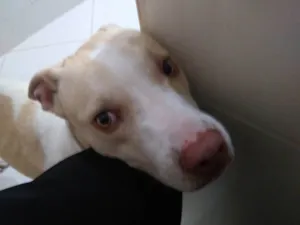 Cachorro raça SRD-ViraLata idade 1 ano nome Scooby