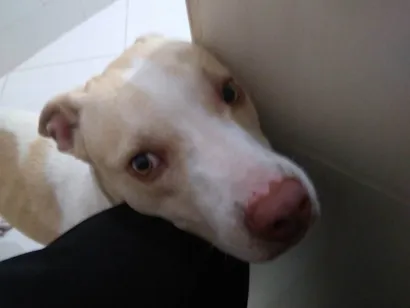 Cachorro raça SRD-ViraLata idade 1 ano nome Scooby