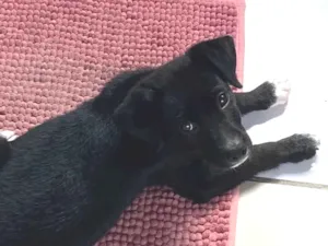 Cachorro raça SRD-ViraLata idade Abaixo de 2 meses nome Venom