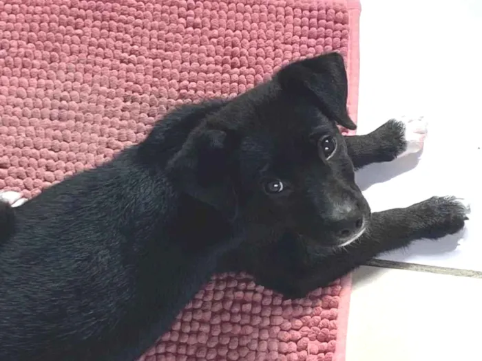 Cachorro ra a SRD-ViraLata idade Abaixo de 2 meses nome Venom