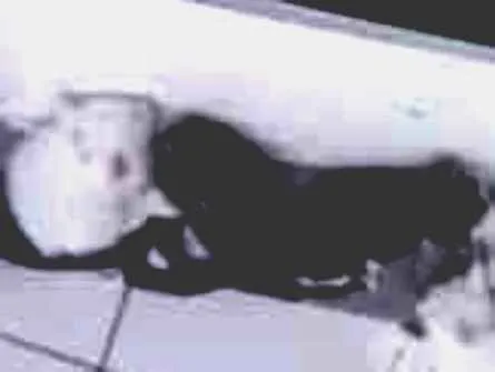 Gato ra a SRD-ViraLata idade Abaixo de 2 meses nome são 4 gatinhos sem nomes ainda