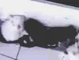 são 4 gatinhos sem nomes ainda