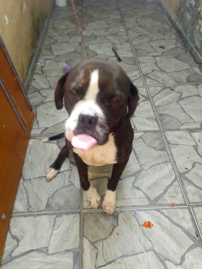 Cachorro ra a Pit-Bull idade 2 anos nome Feroz