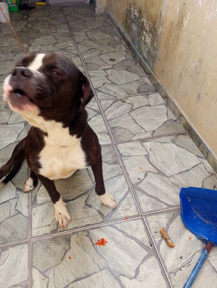 Cachorro ra a Pit-Bull idade 2 anos nome Feroz