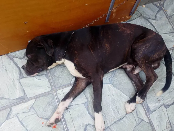 Cachorro ra a Pit-Bull idade 2 anos nome Feroz