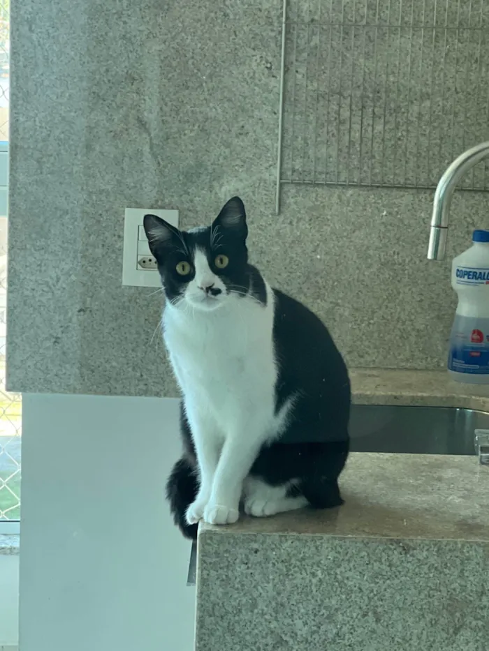 Gato ra a SRD-ViraLata idade 2 anos nome Celina