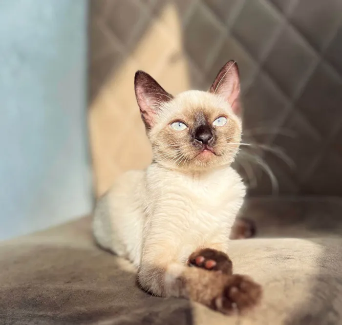 Gato ra a Siamês idade 7 a 11 meses nome dorothy 
