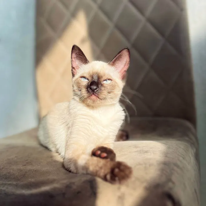 Gato ra a Siamês idade 7 a 11 meses nome dorothy 