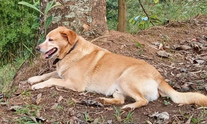 Cachorro ra a Labrador idade 5 anos nome Luke