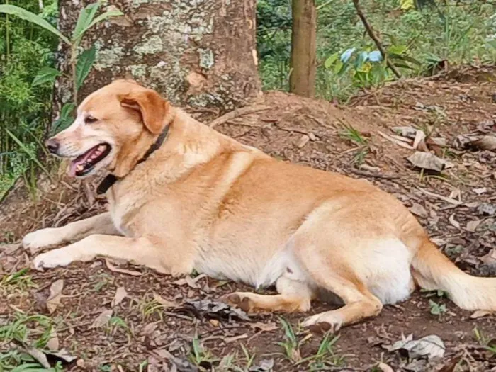 Cachorro ra a Labrador idade 5 anos nome Luke