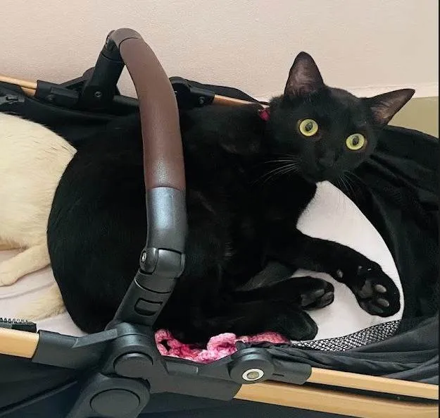 Gato ra a SRD-ViraLata idade 2 anos nome Café