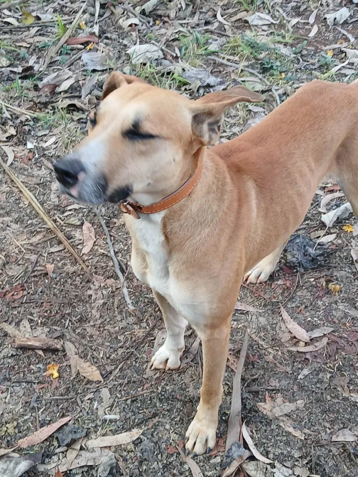 Cachorro ra a SRD-ViraLata idade 3 anos nome Caramelo