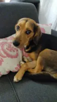 Chorão 