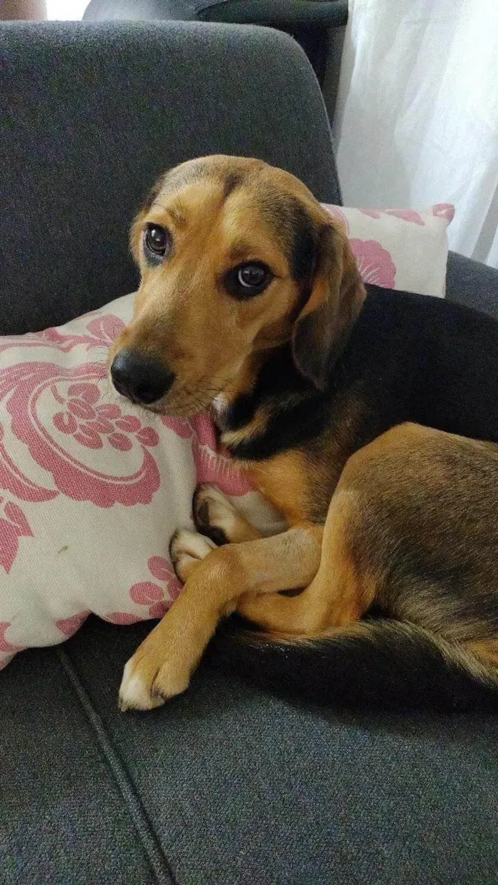Cachorro ra a SRD-ViraLata idade 3 anos nome Chorão 