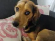 Chorão 