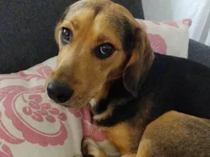 Cachorro raça SRD-ViraLata idade 3 anos nome Chorão 
