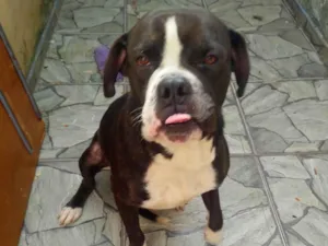 Cachorro raça Pit-Bull idade 2 anos nome Feroz