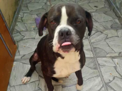 Cachorro raça Pit-Bull idade 2 anos nome Feroz