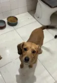 Pipoca