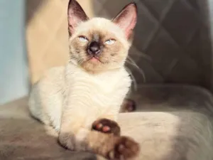 Gato raça Siamês idade 7 a 11 meses nome dorothy 