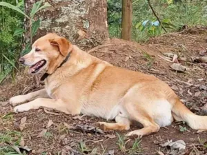 Cachorro raça Labrador idade 5 anos nome Luke