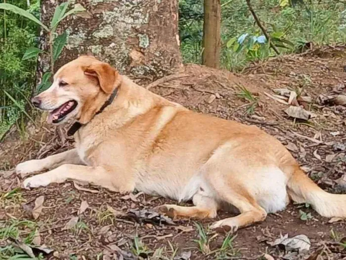 Cachorro ra a Labrador idade 5 anos nome Luke