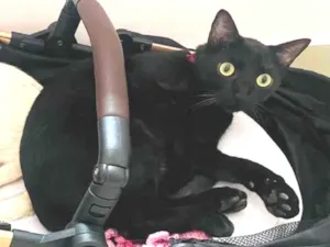 Gato raça SRD-ViraLata idade 2 anos nome Café