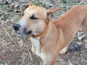 Cachorro raça SRD-ViraLata idade 3 anos nome Caramelo