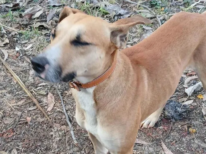 Cachorro ra a SRD-ViraLata idade 3 anos nome Caramelo
