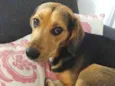 Chorão 