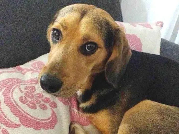 Cachorro ra a SRD-ViraLata idade 3 anos nome Chorão 
