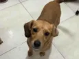 Pipoca