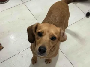 Cachorro raça SRD-ViraLata idade 3 anos nome Pipoca