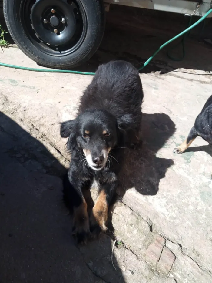 Cachorro ra a SRD-ViraLata idade 5 anos nome Bolinhaaa