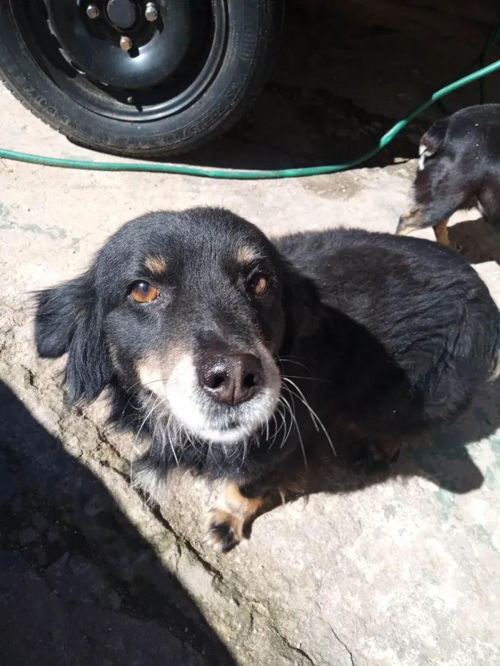 Cachorro ra a SRD-ViraLata idade 5 anos nome Bolinhaaa