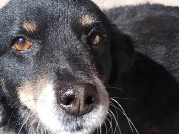 Cachorro ra a SRD-ViraLata idade 5 anos nome Bolinhaaa