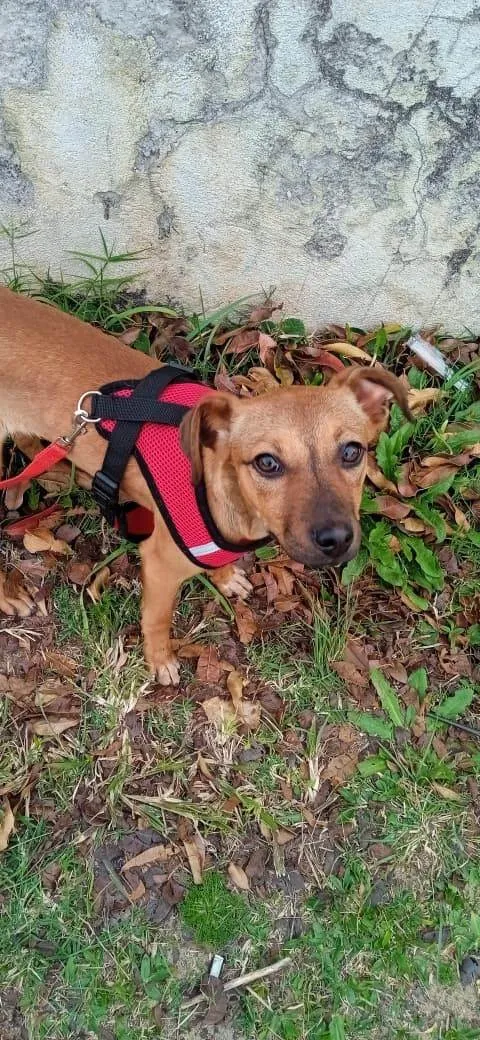 Cachorro ra a SRD-ViraLata idade 2 a 6 meses nome Lili