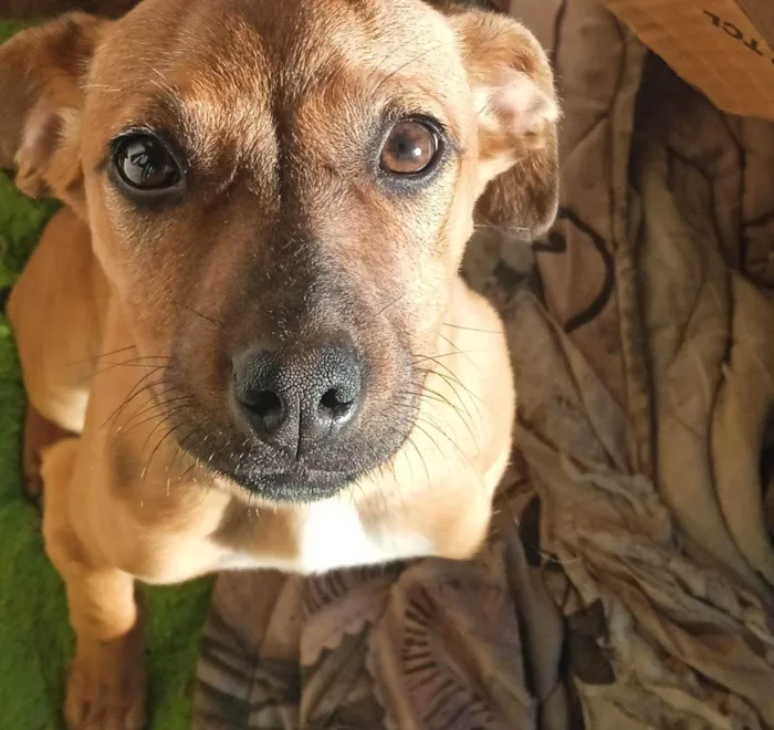 Cachorro ra a SRD-ViraLata idade 2 a 6 meses nome Lili
